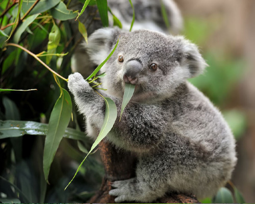 koala