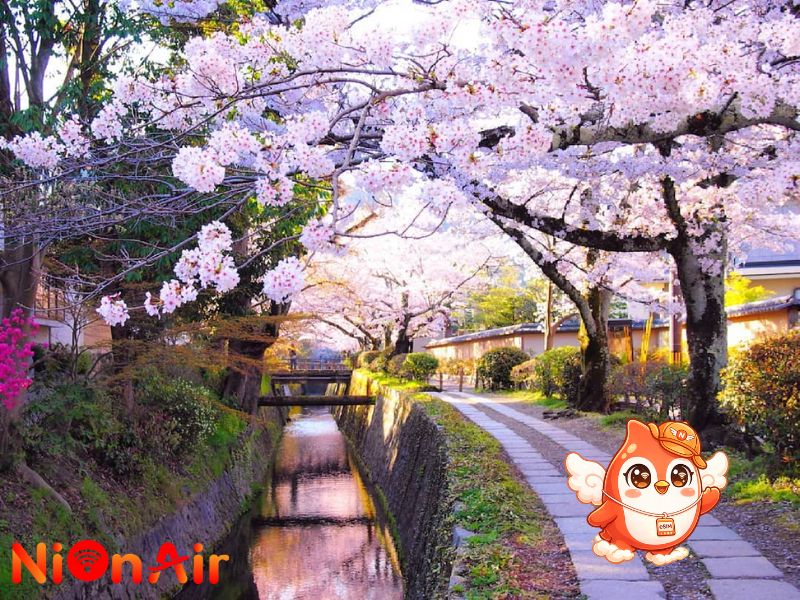 Travel Japan independent travel: Travel tips, cost và itinerary 2026 6 Con đường hoa anh đào Japan.